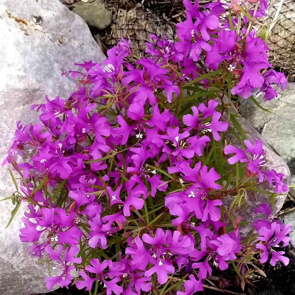 Meet your Posher, Robbin